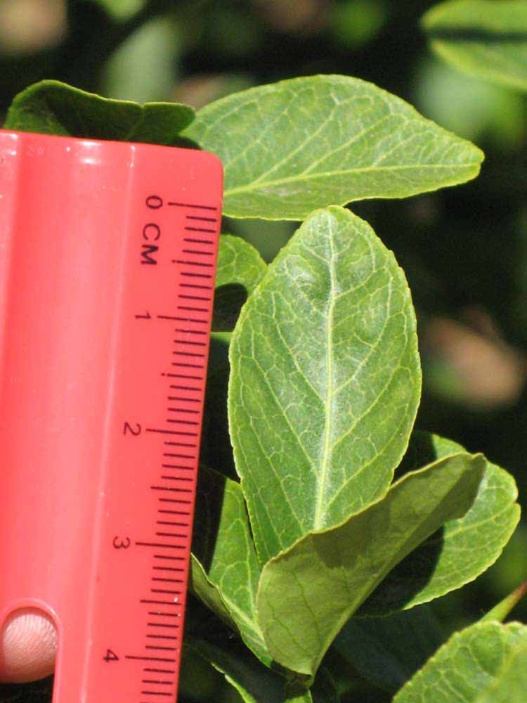                Trifoliolate leaf (Swingle,   Riverside, CA)       